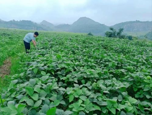 經濟區(qū)積極盤活農村 四塊地 助力鄉(xiāng)村振興