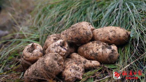 藏 糧 于地 厚積薄發(fā)的昭通產(chǎn)業(yè)