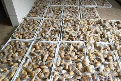 樂山市金口河區板廠坪天麻種植專業合作社