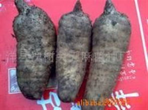 鮮天麻 洋縣槐樹關天麻菌種廠