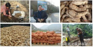 天麻種植技術解析與合作效益前景